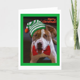 Tenga navidad de un pitbull