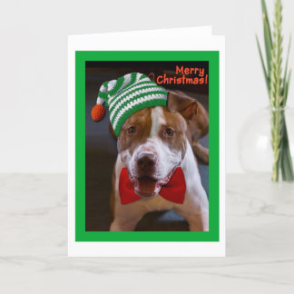 Tenga navidad de un pitbull