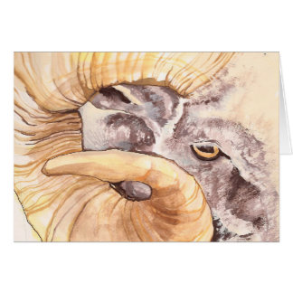 tengo mi ojo en oveja