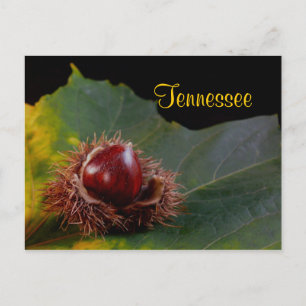 Tennessee, Hoja De Otoño Con Postales De Tuerca