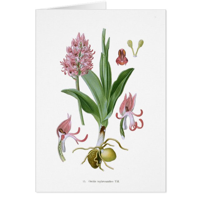 Tephrosanthos de Orchis (Frente)