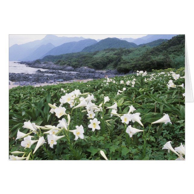 Teppo Yuri (Lily), Yakushima, Kagoshima (Japón) (Anverso (Horizontal))