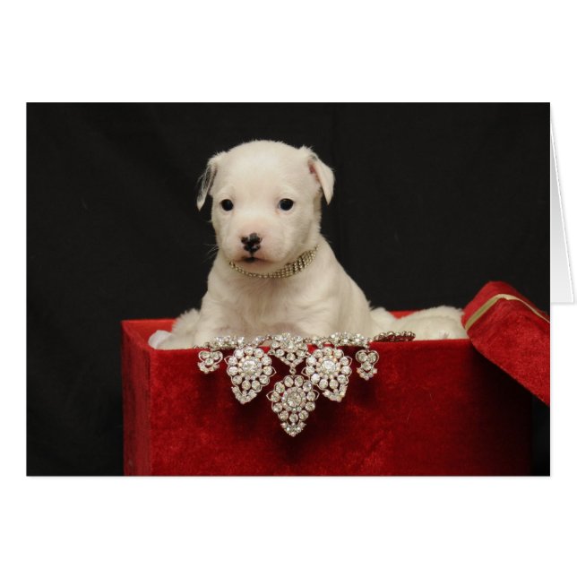 Terciopelo rojo (Anverso (Horizontal))