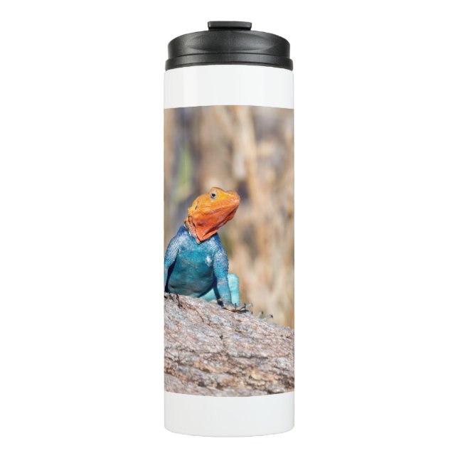 Termo Agama común (Anverso)