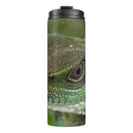 Termo Agama, lagarto