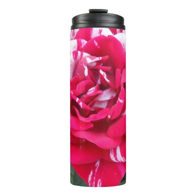 Termo Anicia (Anverso)