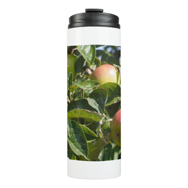Termo Apples ripening on an apple tree (Anverso)