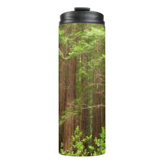 Termo Árboles de secuoya en monumento nacional Muir Wood