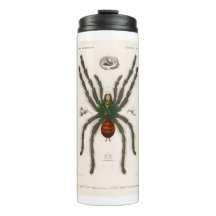 Avicularia avicularia Spider