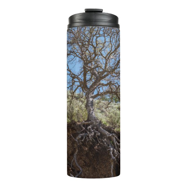 Termo Bare tree on mountain during day (Anverso)