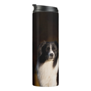 Termo Border collie