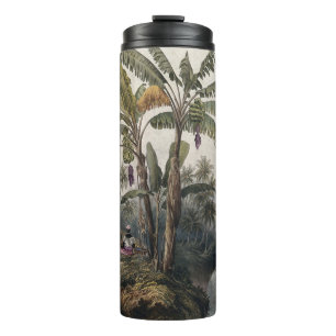 Termo Bosque Antiguo de Árboles de Plátano Tropical   Bo