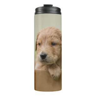 Termo Cachorro de recuperación de oro en caja