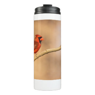 Termo Cardenal septentrional