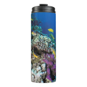Termo Cardumen de salmonetes alrededor de pequeño coral