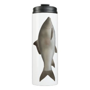 Termo Carpa de la península de labio anquilosado