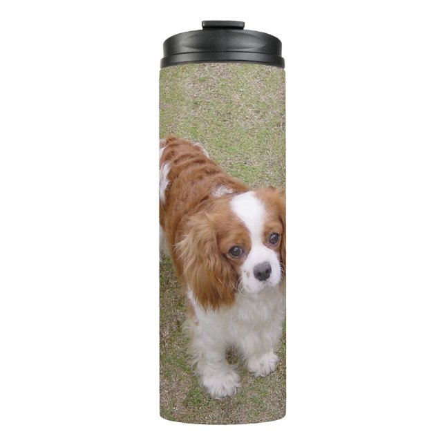 Termo Cavalier-king-charles-spaniel completo (Anverso)