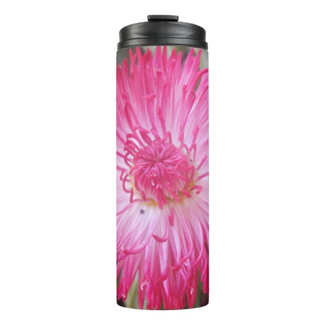 Termo Cogniet (Anverso)