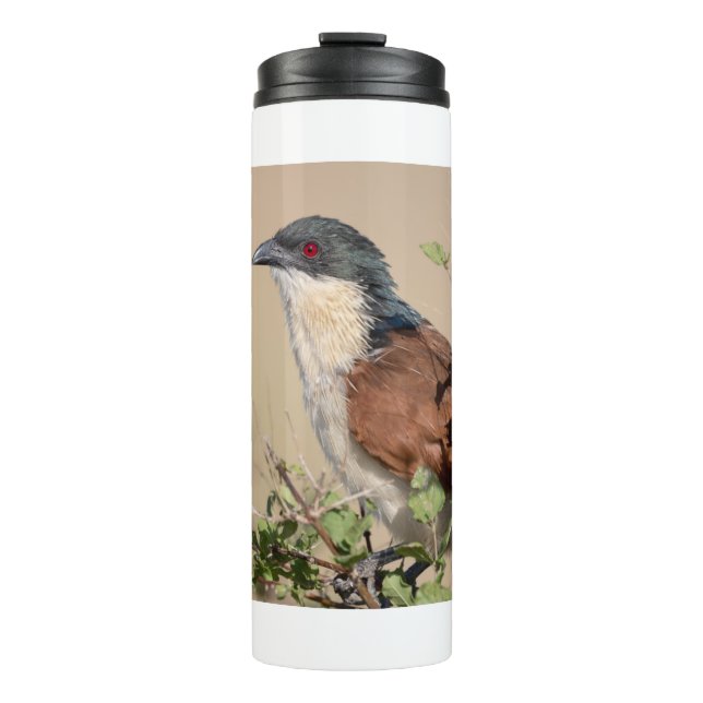 Termo Coucal de Burchell (Anverso)