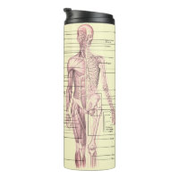 Diagrama médico educativo de la anatomía humana