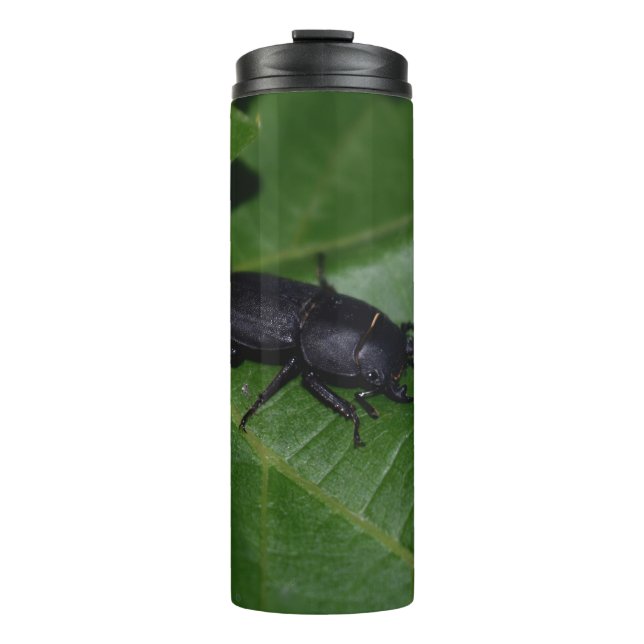 Termo Dorcus parallelipipedus , el escarabajo de menor t (Anverso)