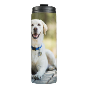 Termo El Labrador Amarillo Está En El Banco