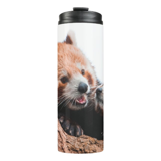 TERMO FAMILIA CUTE KOALA BEAR (Anverso)