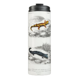 Termo Fire Salamander y Hellbender Salamander