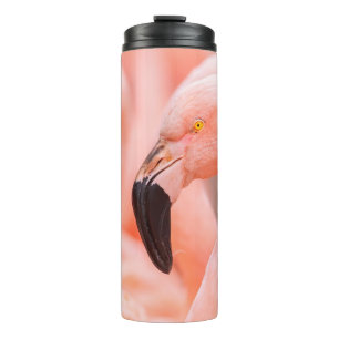Termo Flamingo chileno (Phoenicopterus chilensis), con 