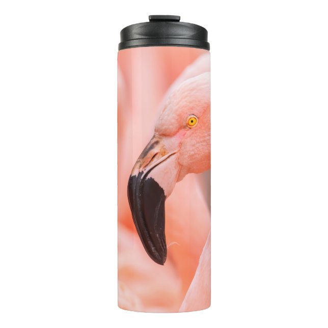 Termo Flamingo chileno (Phoenicopterus chilensis), con  (Anverso)