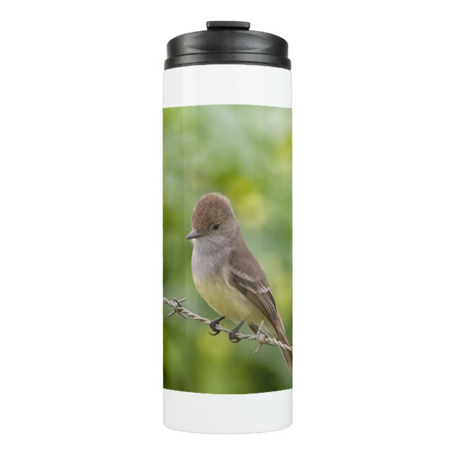 Termo Flycatcher (Anverso)