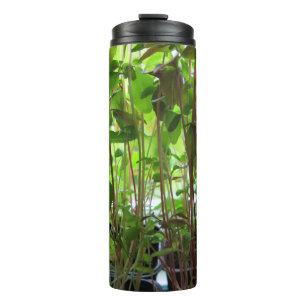 Termo Foto botánica de los almácigos de la planta