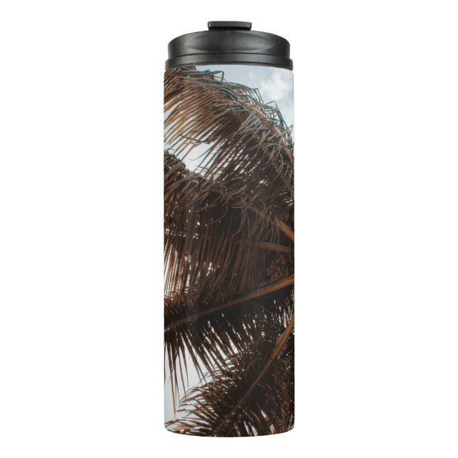 Termo Foto de ángulo bajo del árbol de coco (Anverso)