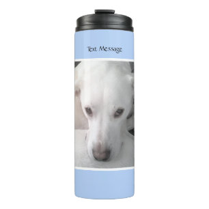 Termo Foto De Un Único Perro Mezclador De Labrador Blanc
