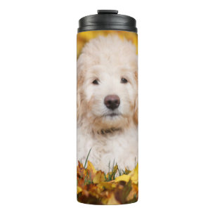 Termo Goldendoodle Cachorro En Hojas Caídas