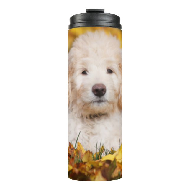Termo Goldendoodle Cachorro En Hojas Caídas (Anverso)