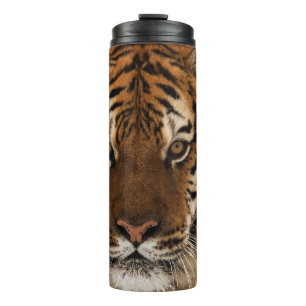 Termo Golpe de cabeza contra tigre siberiano