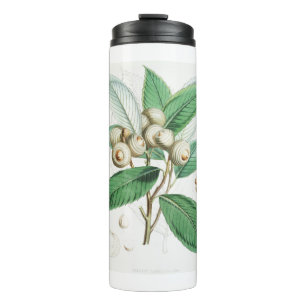 Termo Green Bull Oak