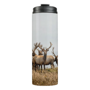 TERMO HERD OF DEER