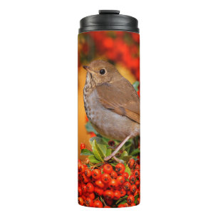 Termo Hermit Thrush Songbird en Scarlet Firethorn