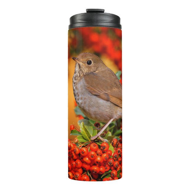 Termo Hermit Thrush Songbird en Scarlet Firethorn (Anverso)