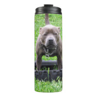 Hombre Adulto Staffordshire Terrier Listo Para Jug