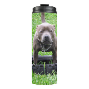 Termo Hombre Adulto Staffordshire Terrier Listo Para Jug