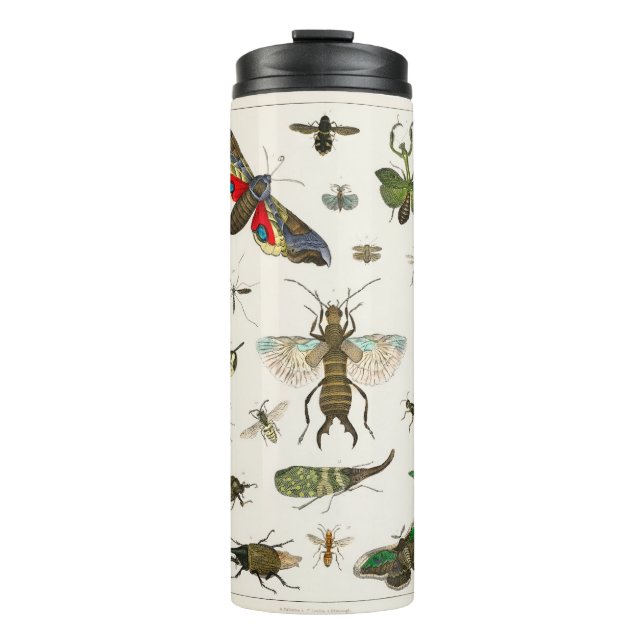 Termo Insectos (Anverso)