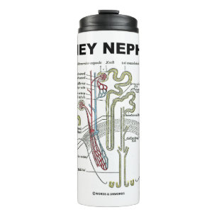 Termo Libro de texto sobre anatomía de Kidney Nephron Gr