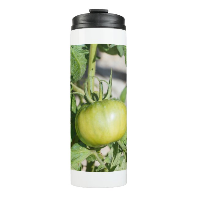 Termo maduración de tomates en un huerto (Anverso)