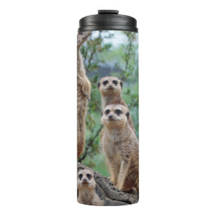 Termo Meerkat_003
