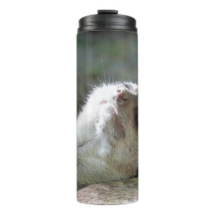 Termo Meerkat 024