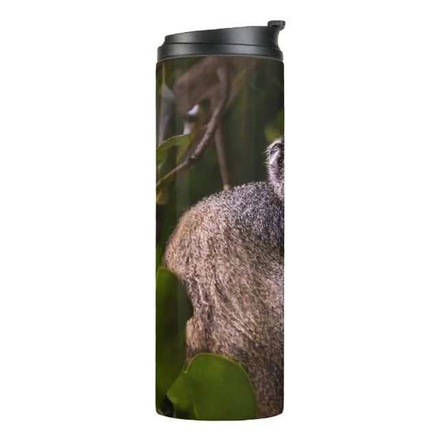 Termo Mono azul, Zanzíbar (Rotado hacia la izquierda)