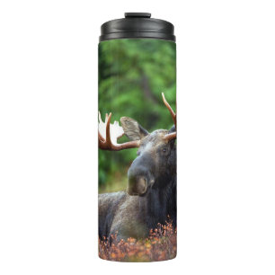 Termo Moose